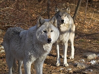 Arctic Wolf 073